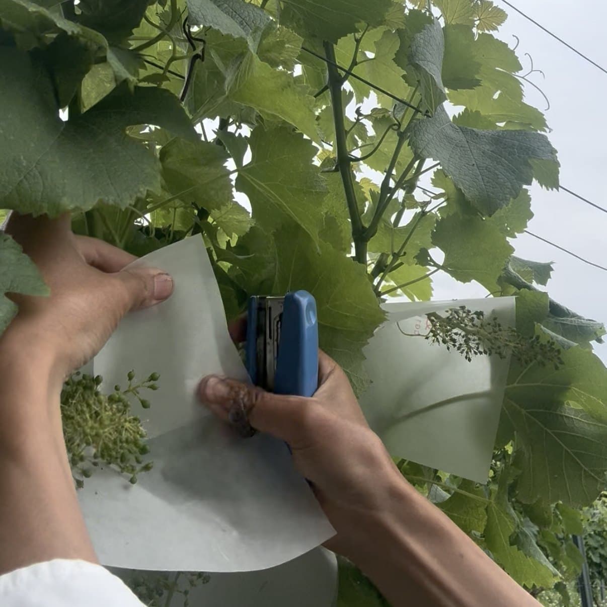葡萄の房に紙の傘をかける手元